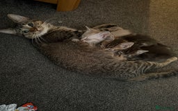 Mixed Breed cats for sale: Beautiful kittens - Image 1