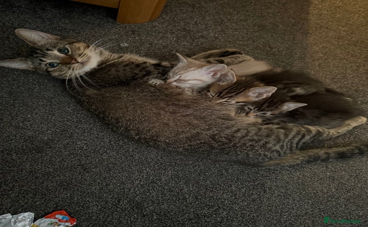Mixed Breed cats - Advert 7