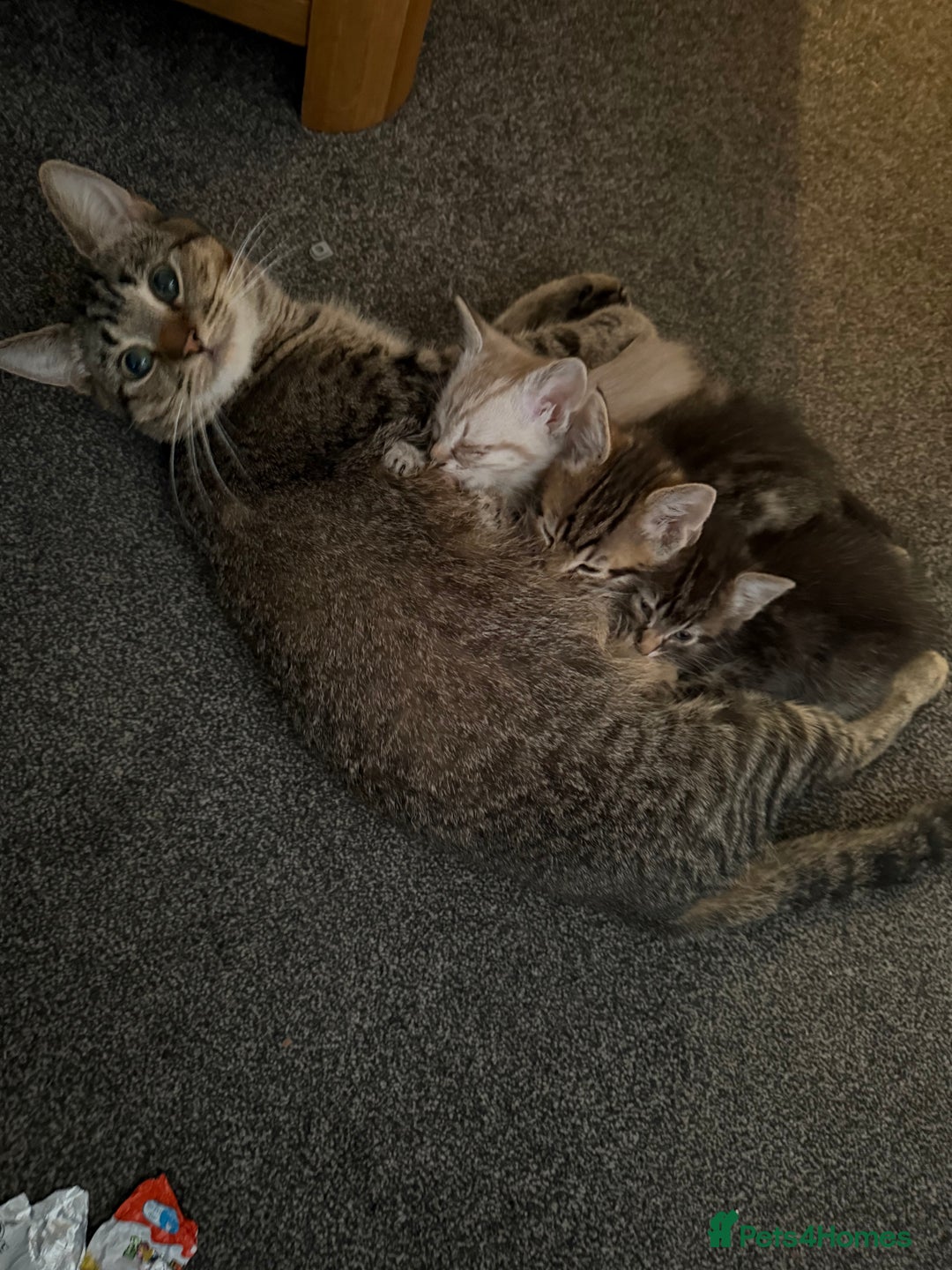 Mixed Breed cats for sale: Beautiful kittens - Image 1