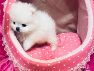 Pomeranian dogs - Advert 1