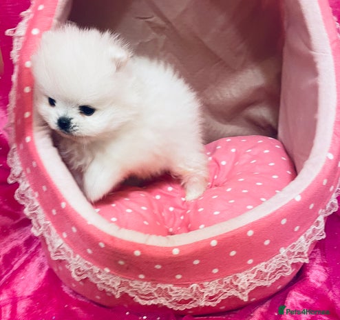 Pomeranian dogs - Advert 2