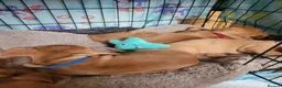 Miniature Dachshund dogs for sale: Beautiful Minature Dachsund's for sale - Advert 24