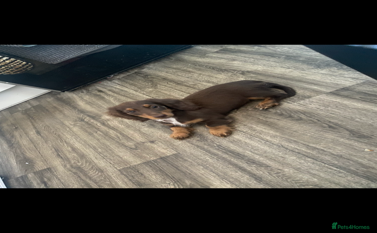 Dachshund dogs - Advert 11