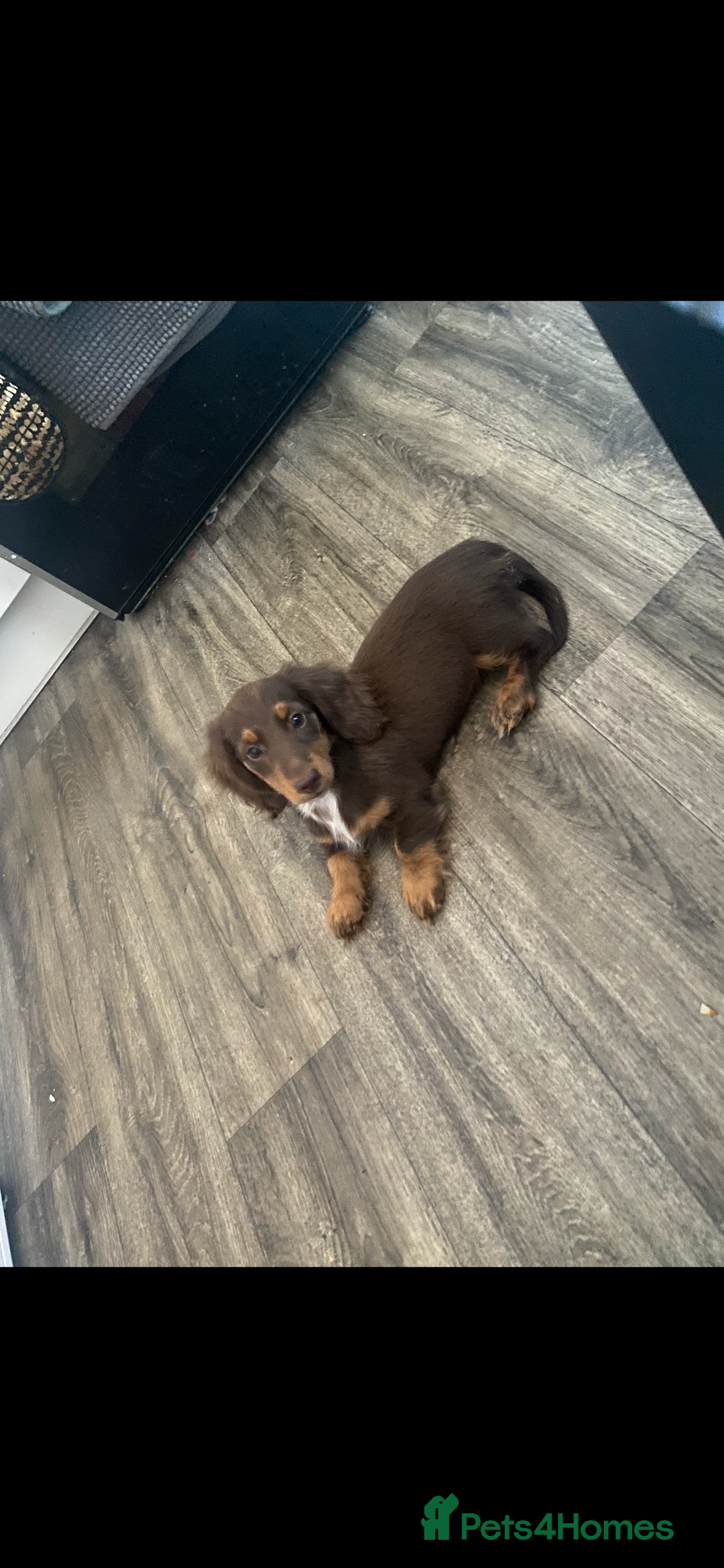 Dachshund dogs for sale: dachshund - Image 1