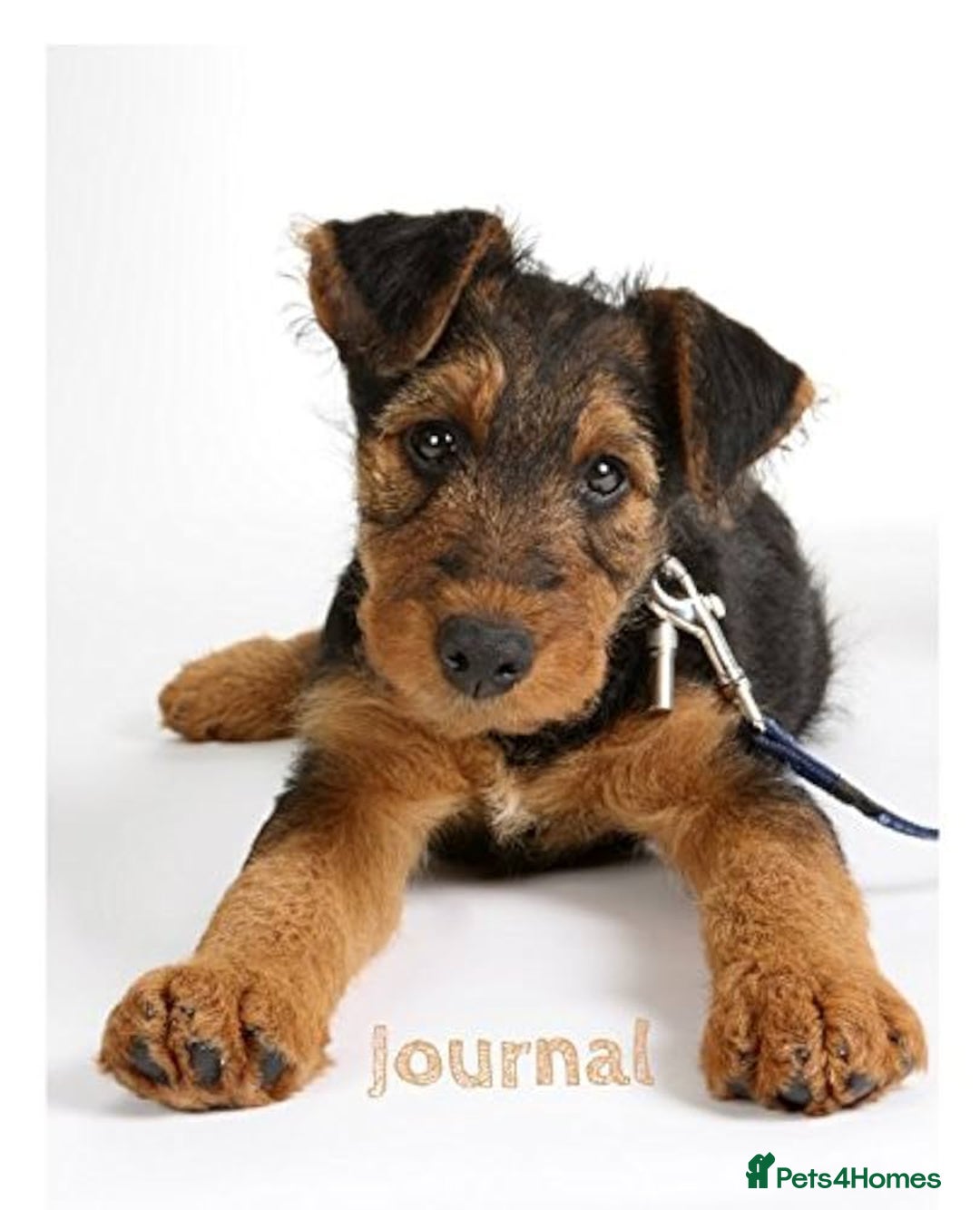 Airedale Terrier dogs for sale: Test advert - Advert 4