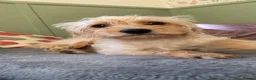 Mixed Breed dogs for sale: Meet Baby girl - Advert 4