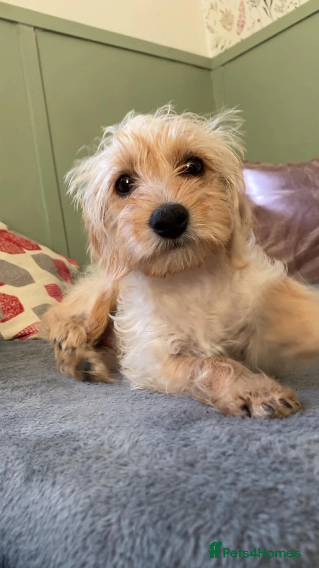 Mixed Breed dogs for sale: Meet Baby girl - Advert 4
