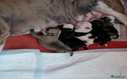 Old Tyme Bulldog dogs for sale: Old tyme bulldog pups  - Image 1