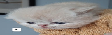 Persian Kitten 3