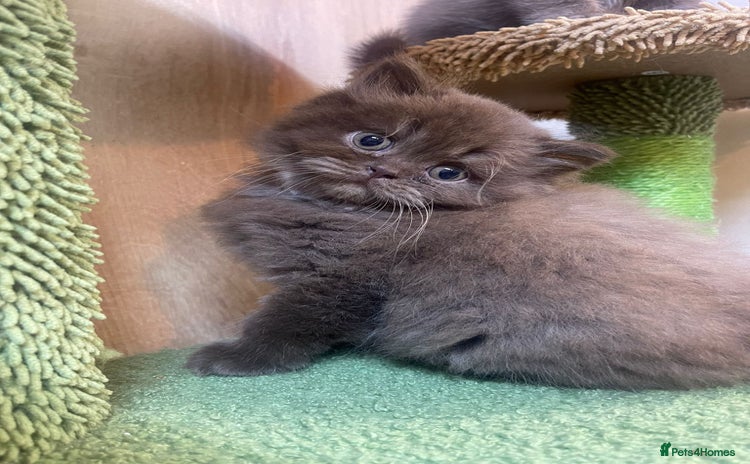 British Shorthair cats - Advert 3