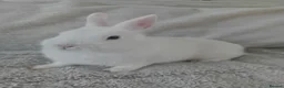 Netherland Dwarf rabbits for sale: Netherland Dwarf Blue Eyed Rabbit (Reserved) - Advert 2
