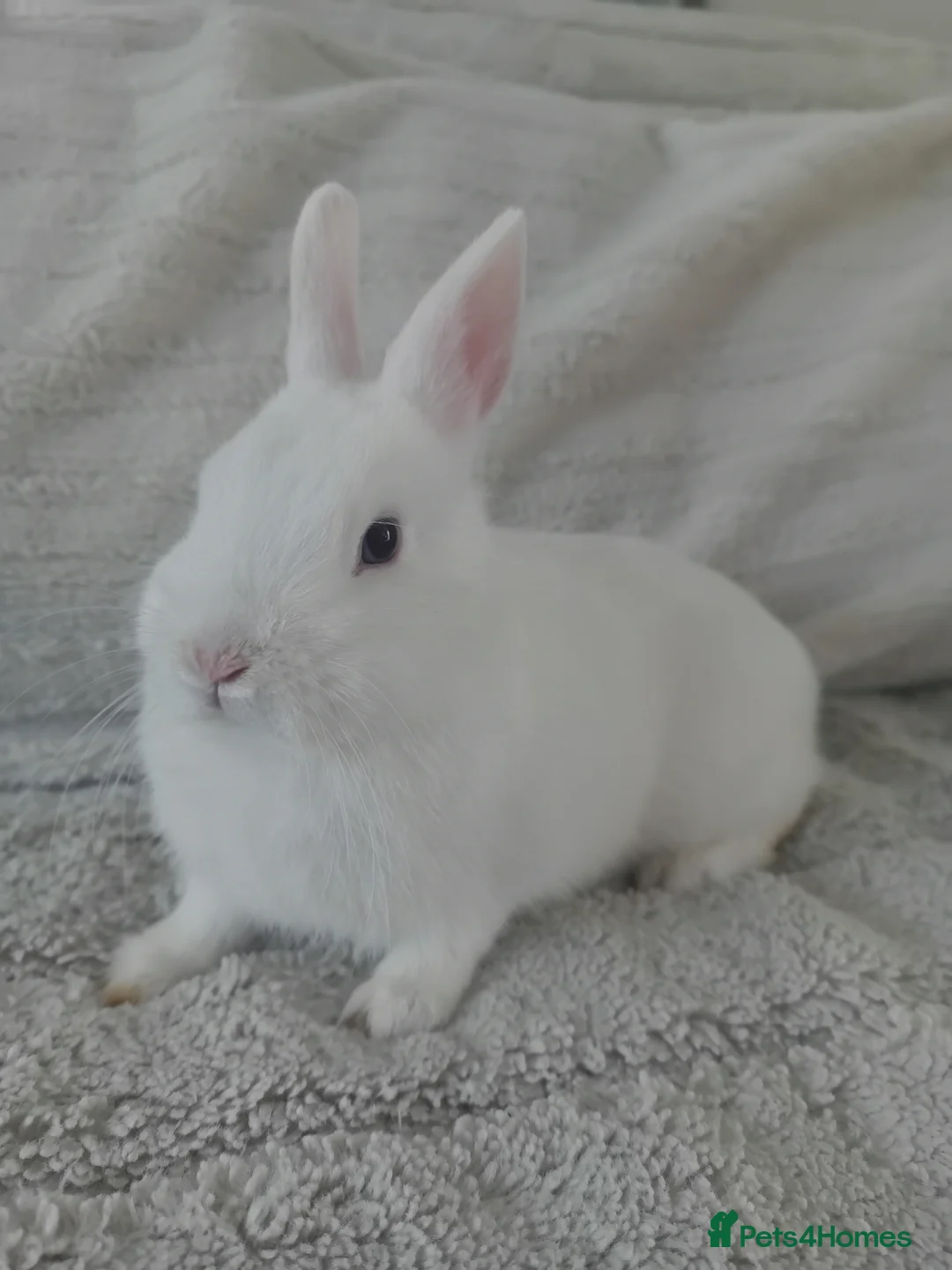 Netherland Dwarf rabbits for sale: Netherland Dwarf Blue Eyed Rabbit (Reserved) - Advert 2