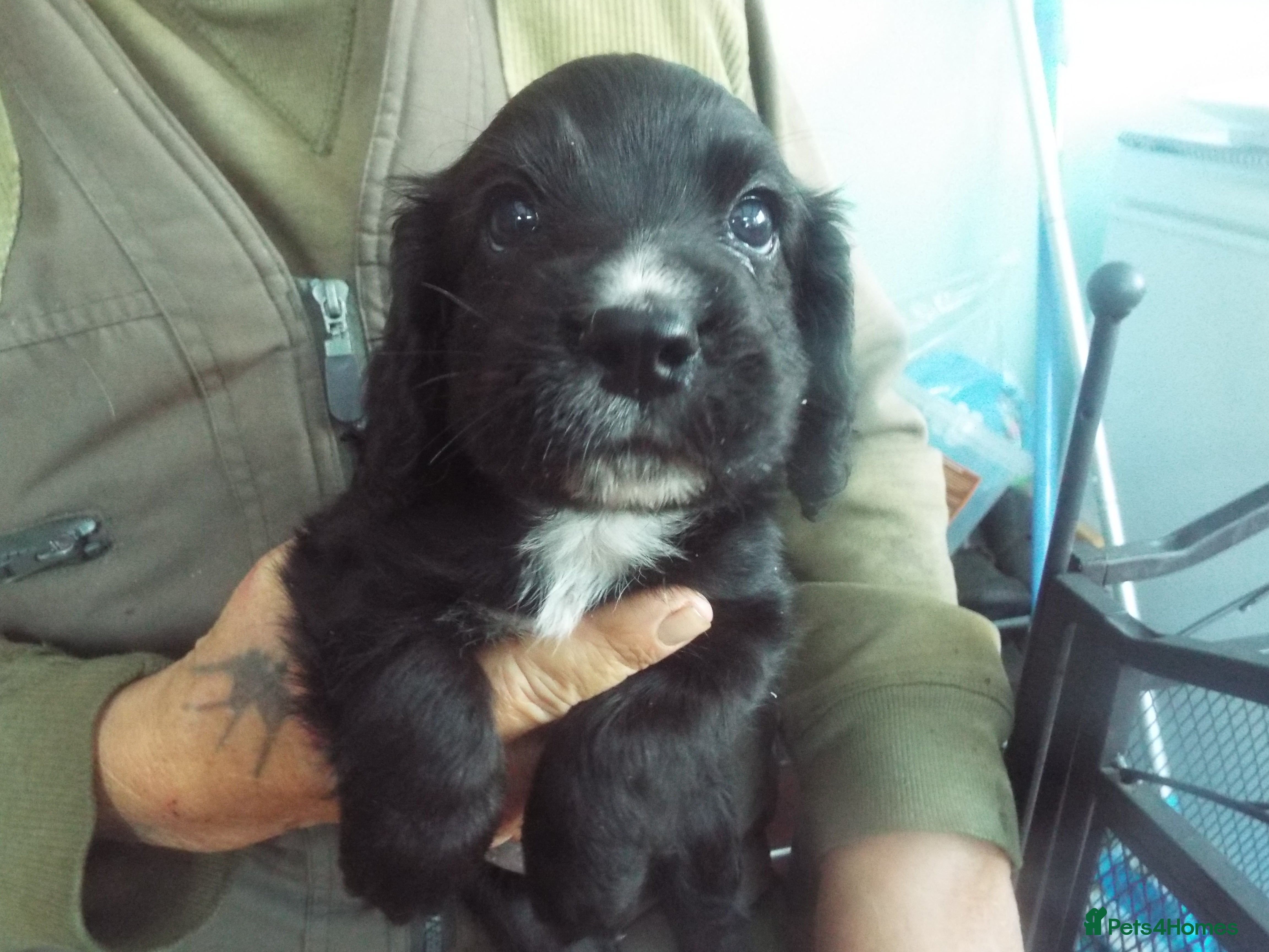 Cocker Spaniel dogs WORKING COCKER SPANIEL PUPPIES - Advert 2