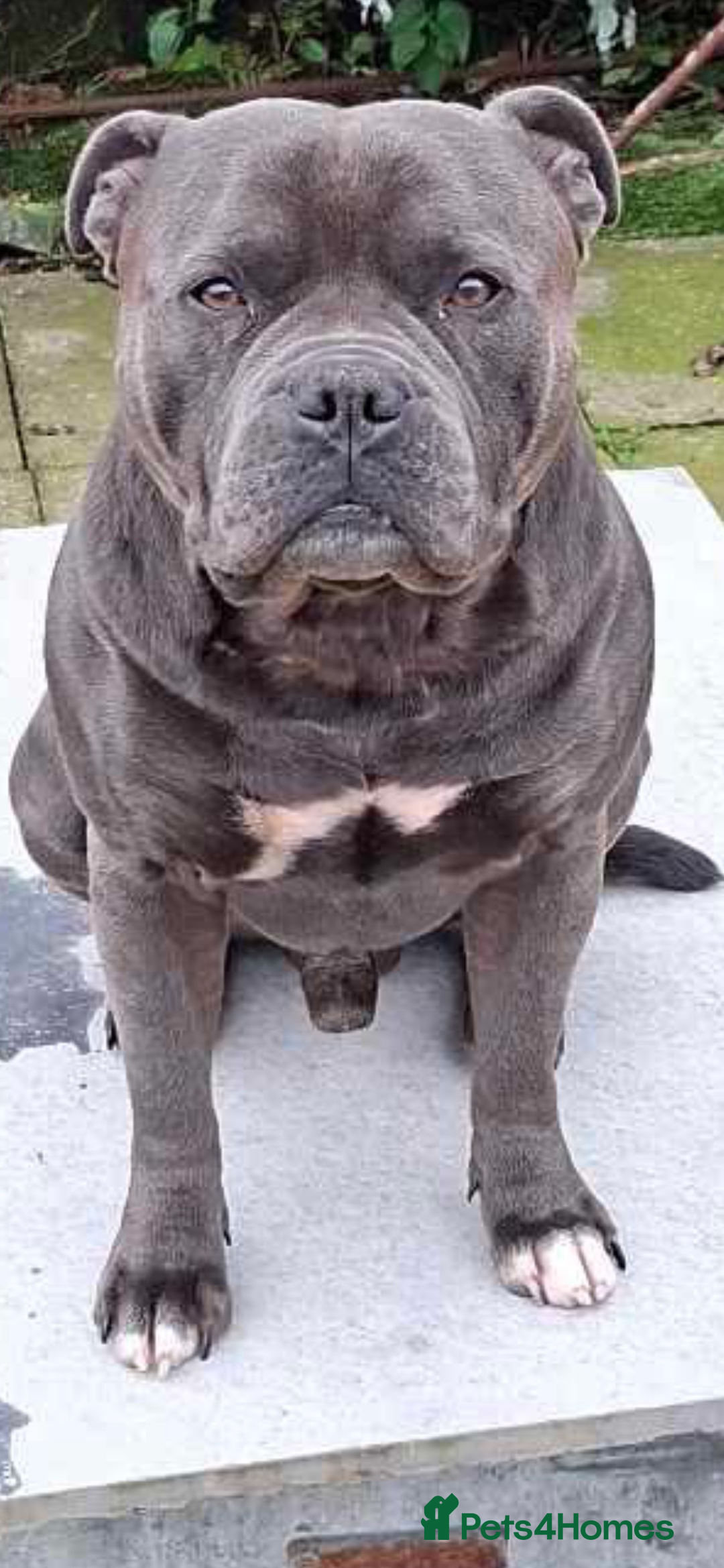 Staffordshire Bull Terrier dogs for sale: Blue Staffordshire Bull Terrier puppies - Image 4