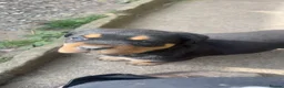 Rottweiler dogs for sale: Big chunky Rottweiler puppies  - Advert 5