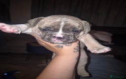 French Bulldog dogs for sale: French bulldogs - Image 2