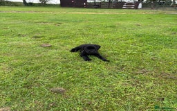 Labrador Retriever dogs for sale: Excellent KC reg-health checked home bred line - Image 12