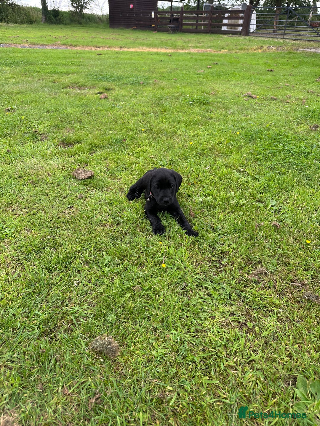 Labrador Retriever dogs for sale: Excellent KC reg-health checked home bred line - Image 12