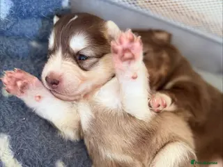Pomsky dogs Stunning F3 Rare Chocolate Pomskies Health Tested - Advert 7