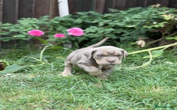 Mixed Breed dogs for sale: Beautiful lilac cane Corso x bulldog pups  - Image 17