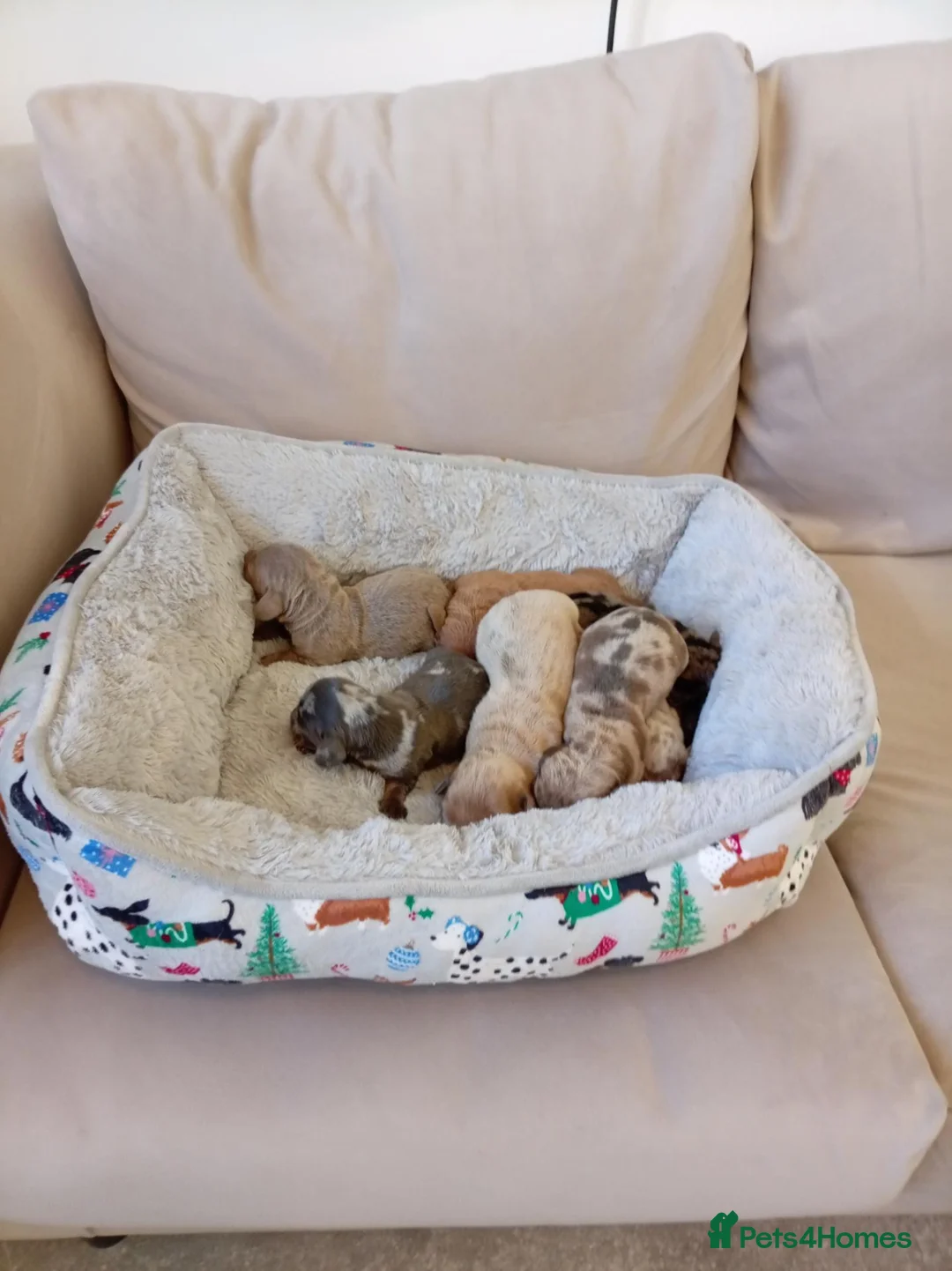 Miniature Dachshund dogs for sale: Miniature dashund puppies - Advert 2