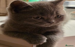 British Shorthair cats for sale: British shorthair  - Image 34