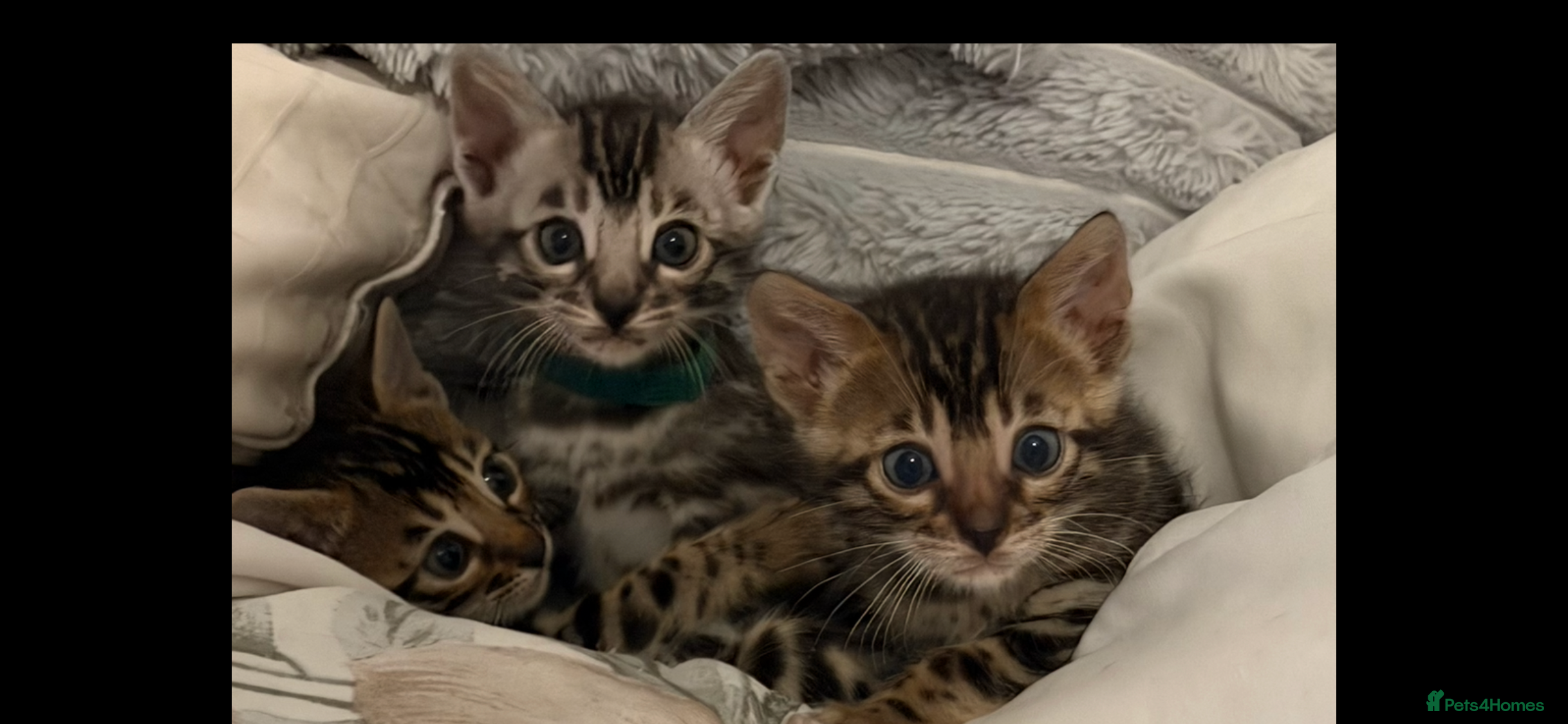 Bengal cats BENGAL 🔥 KITTENS TICA REGISTERED  - Advert 8