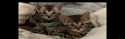 Bengal cats for sale: BENGAL 🔥 KITTENS TICA REGISTERED  - Advert 20