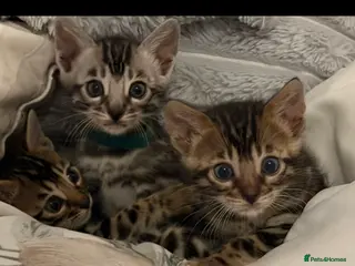 Bengal cats BENGAL 🔥 KITTENS TICA REGISTERED - Advert 8