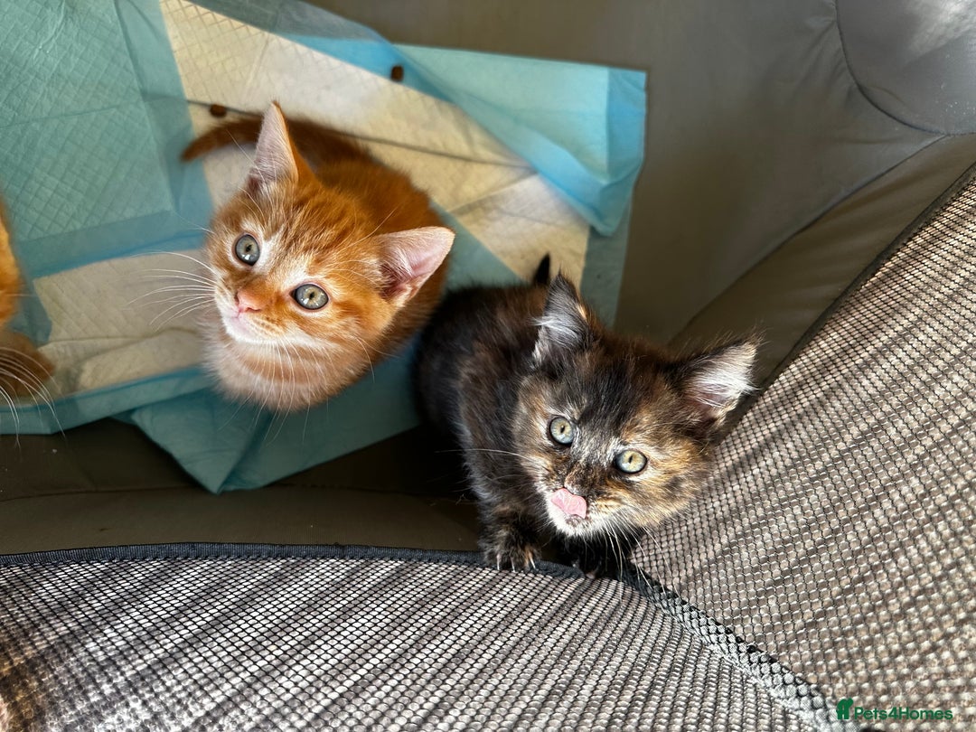 Mixed Breed cats for sale: FOR SALE! Four beautiful fluffy kittens  - Advert 4