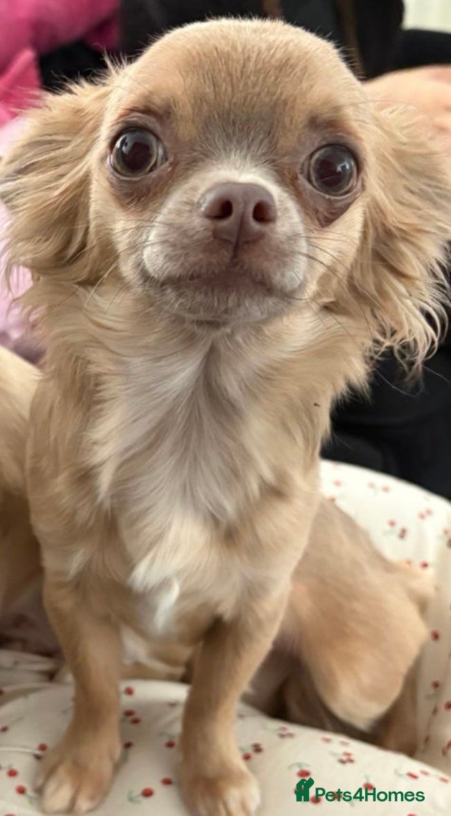 Chihuahua dogs HONEY THE TINY MOST FRIENDLY CHIHUAHUA - Advert 1
