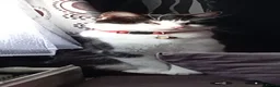 Mixed Breed cats for sale: Kittens in Sheffield - Advert 1