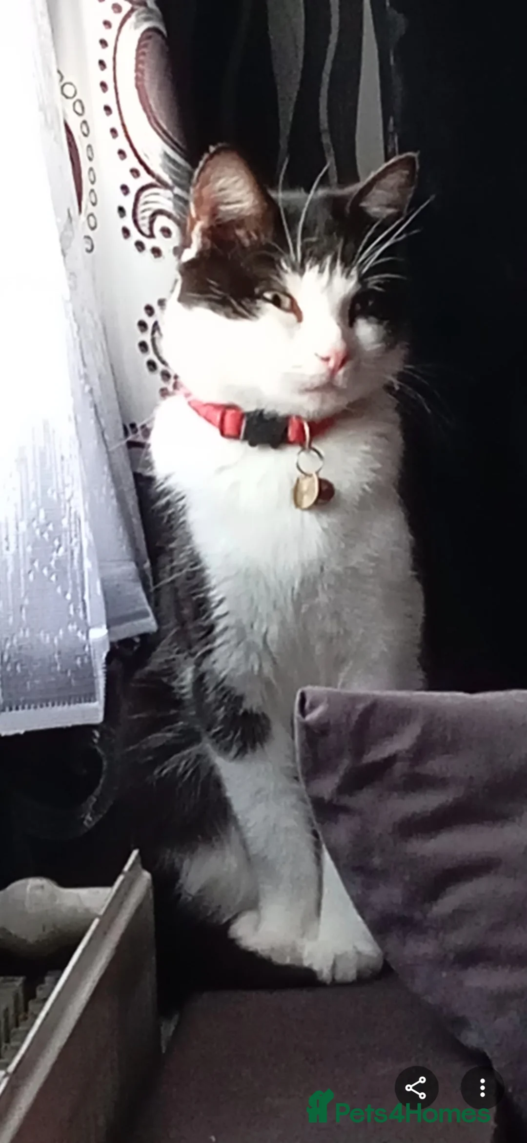 Mixed Breed cats for sale: Kittens in Sheffield - Advert 1