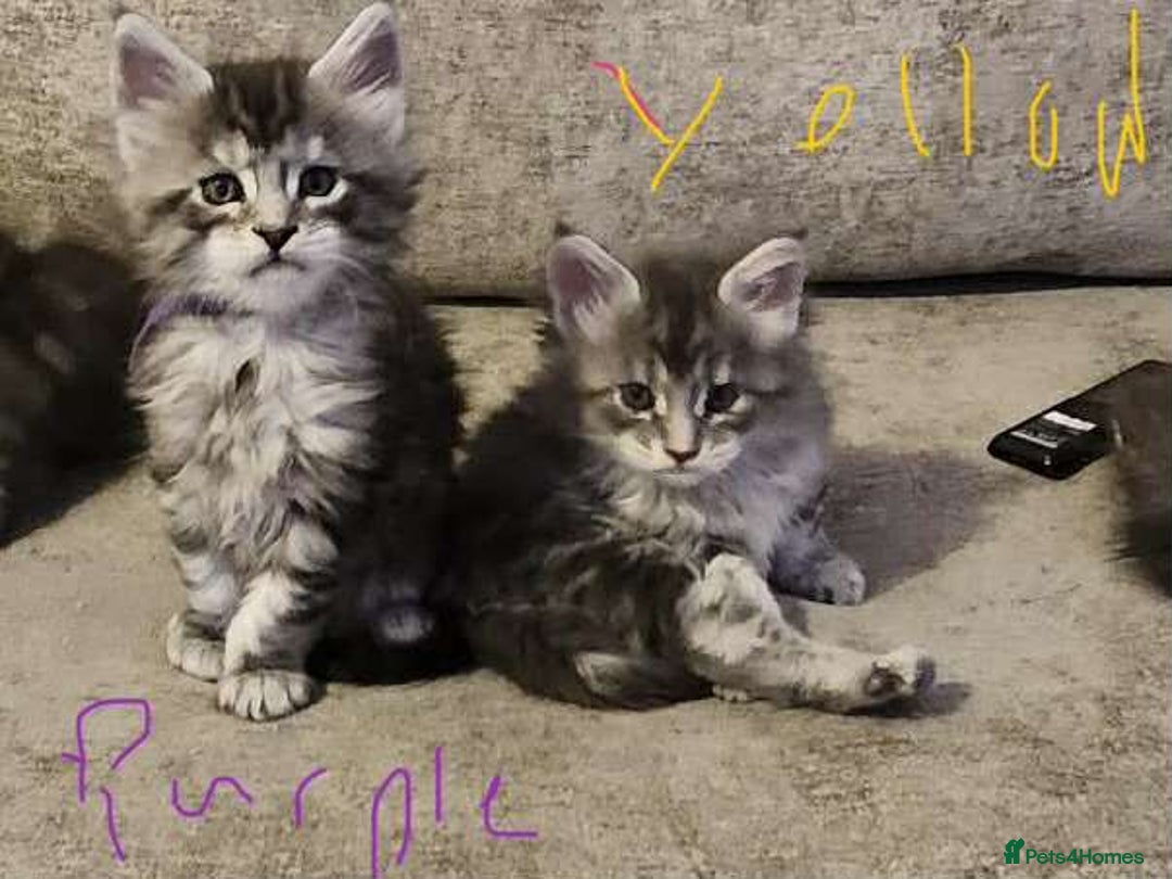 Maine Coon cats for sale: Maine coon kittens ready on 22/12/25 - Advert 4