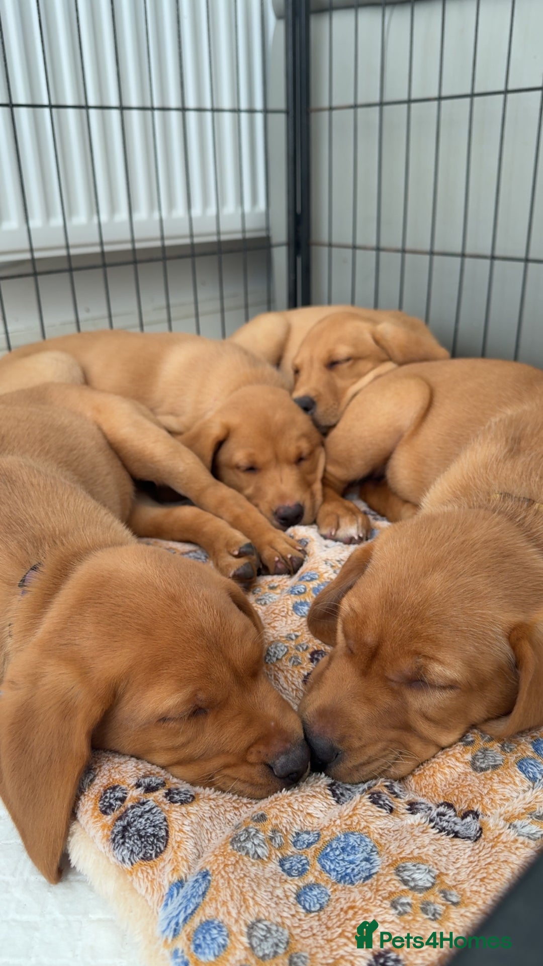 Labrador Retriever dogs for sale: READY NOW KC registered fox red Labrdor retriever  - Image 11