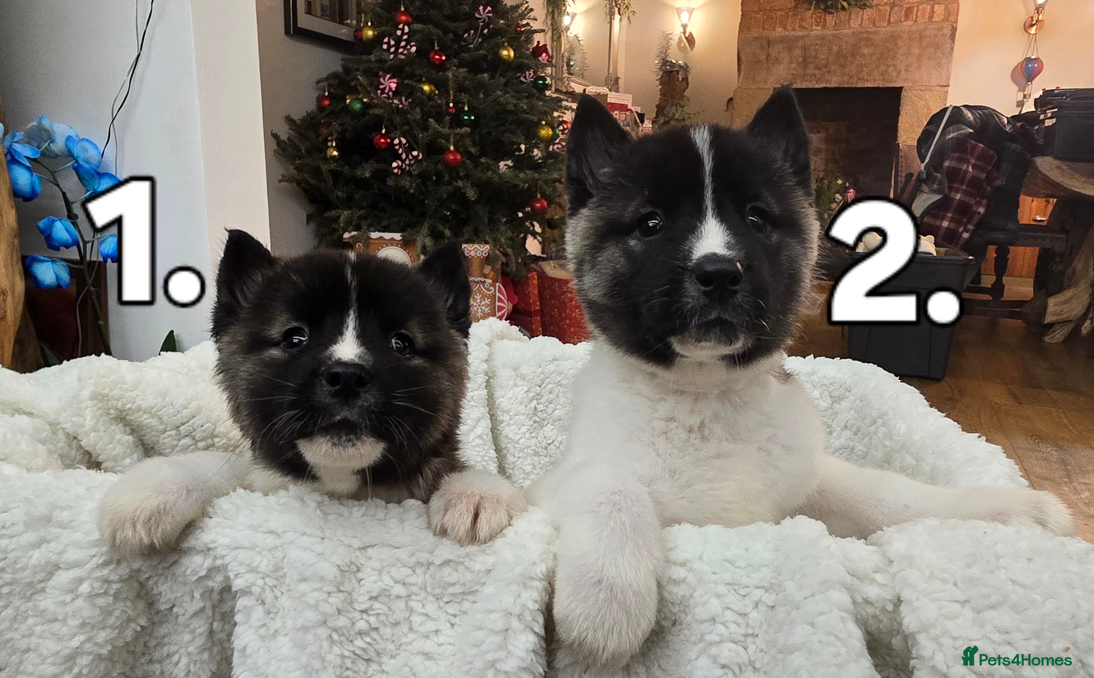 Akita dogs Gorgeous American Akita Pups for Sale - Advert 1