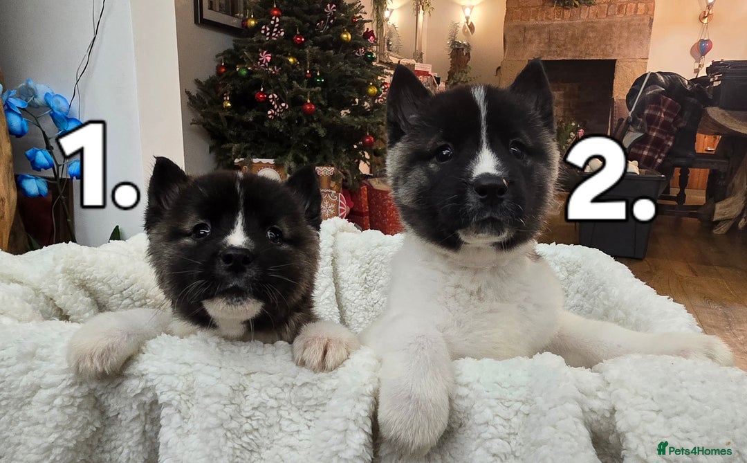 Akita dogs for sale: Gorgeous American Akita Pups for Sale - Advert 1