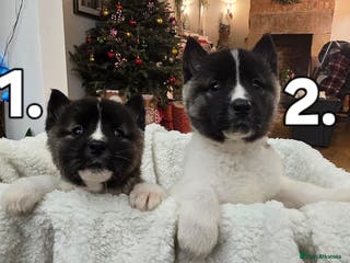 Akita dogs Gorgeous American Akita Pups for Sale - Advert 4