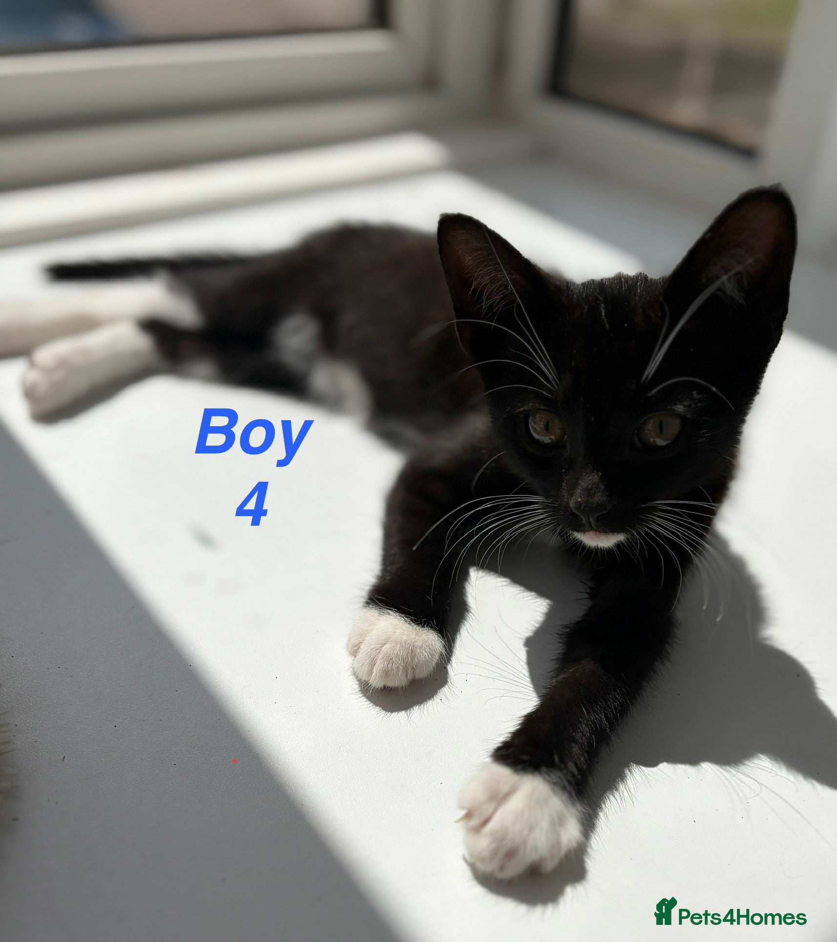 Mixed Breed cats 🐾 Adorable Kittens Looking for Loving Homes 🏡 - Advert 3