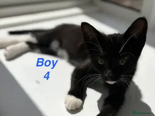 Mixed Breed cats 🐾 Adorable Kittens Looking for Loving Homes 🏡 - Advert 3