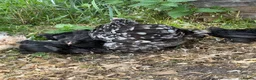 Chickens poultry for sale: Black mottled Pekin bantam pullets  - Advert 2