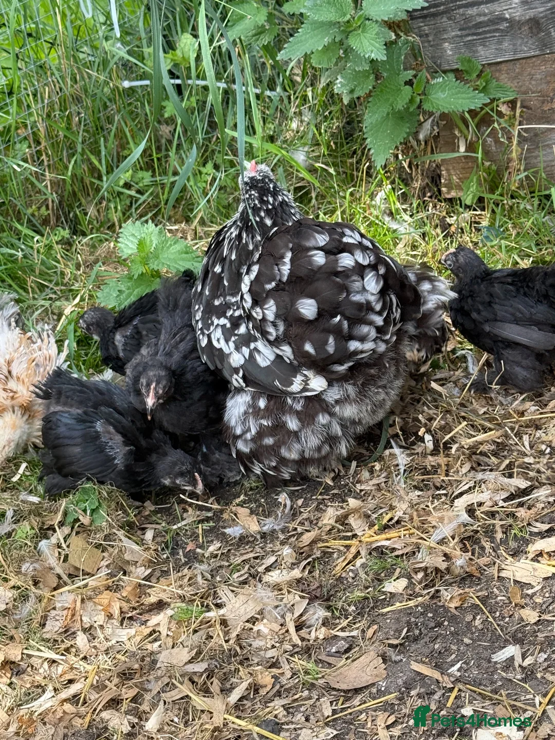 Chickens poultry for sale: Black mottled Pekin bantam pullets  - Advert 2