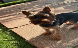 Yorkshire Terrier dogs for stud: For stud only Yorkshire Terrier  - Image 5