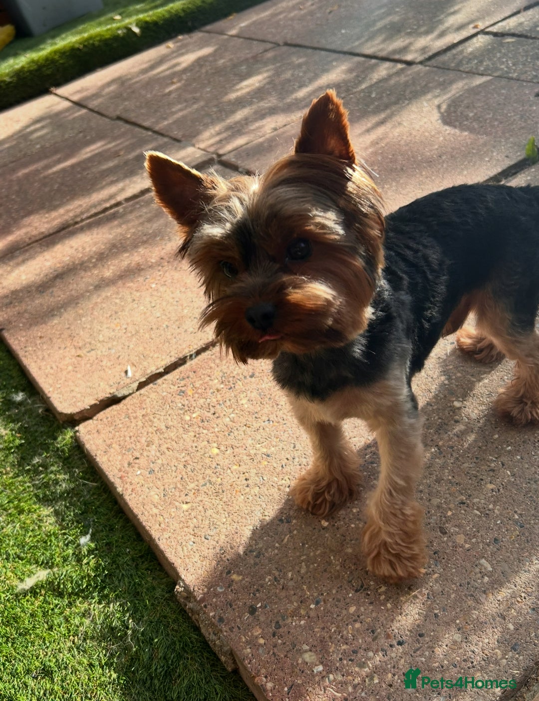 Yorkshire Terrier dogs for stud: For stud only Yorkshire Terrier  - Image 5