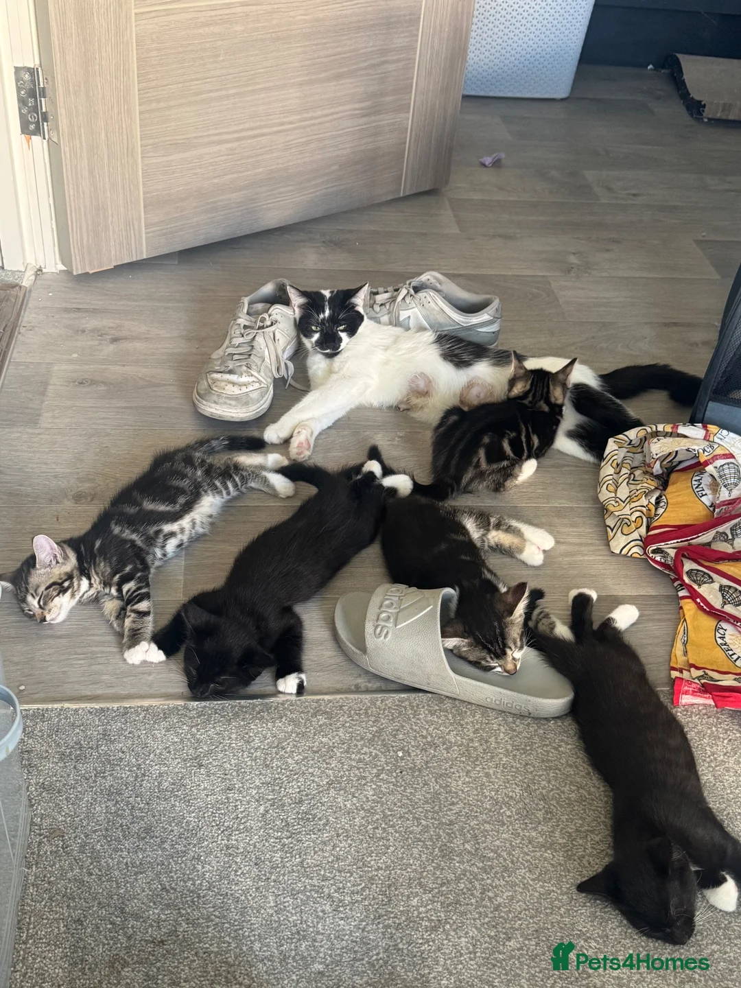 British Shorthair cats for sale: 2 girls 1 boys ready for rehoming - Advert 9
