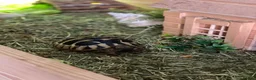 Hermann Tortoise reptiles for sale: Three Hermann’s Tortoises with Complete Setup in Sevenoaks - Advert 4