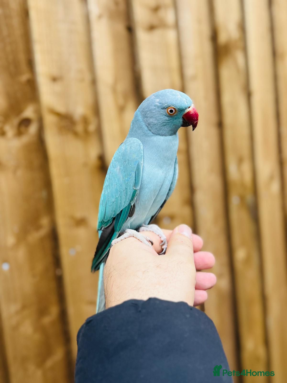 Ringnecks birds Baby blue ring neck  - Advert 1