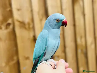 Ringnecks birds Baby blue ring neck - Advert 1