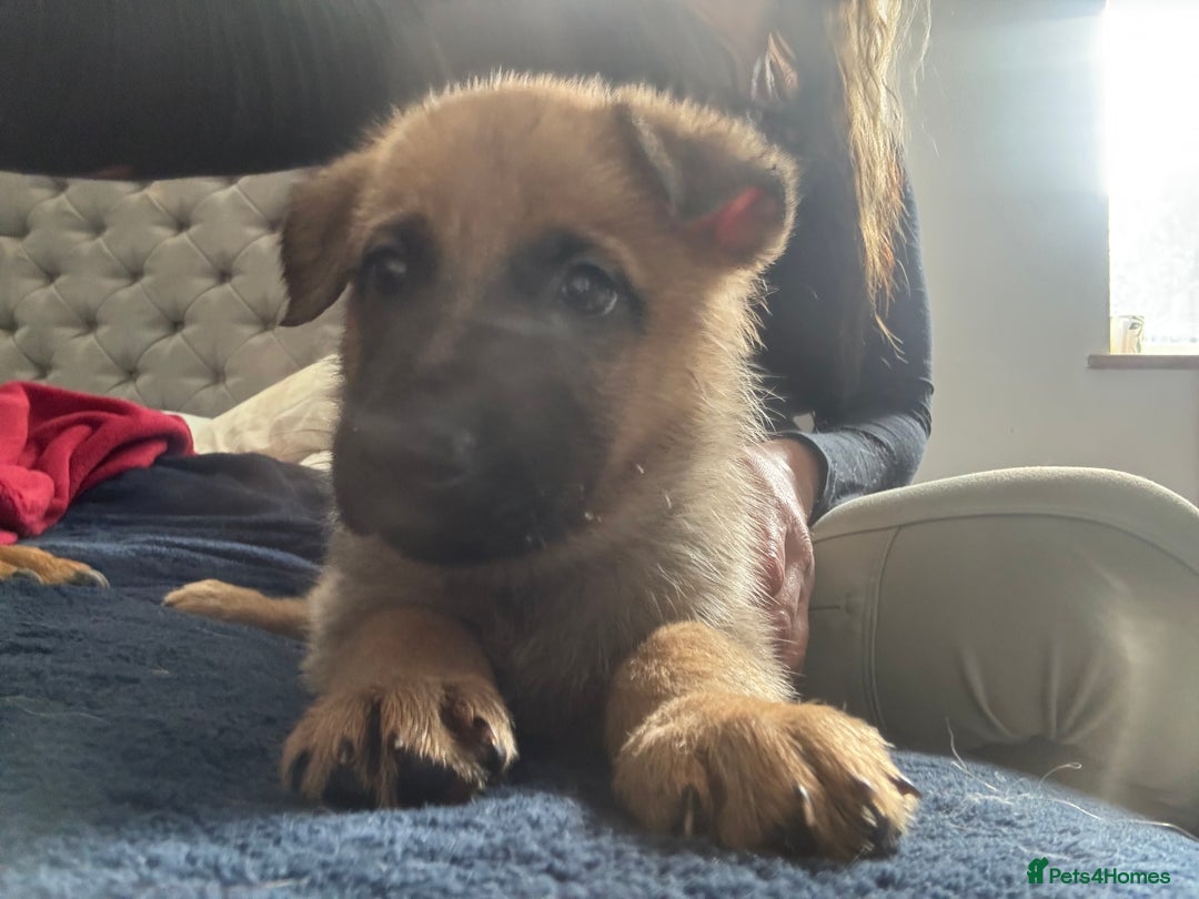 Mixed Breed dogs for sale: Beautiful Inca & handsome Nanuq PUPDATE x4 - Image 37