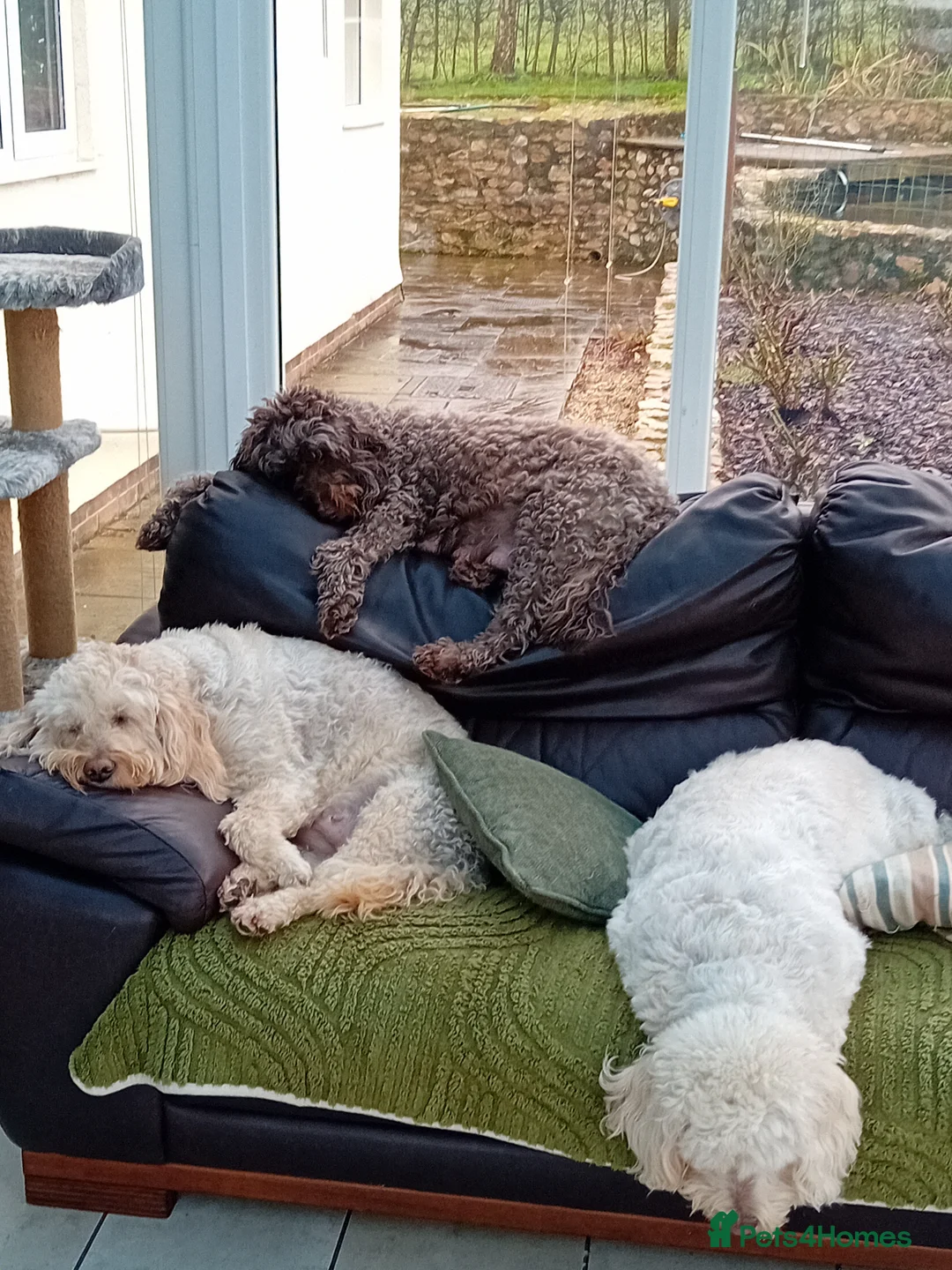 Mini Goldendoodle dogs for sale: Gorgeous Miniature Double Doodle puppies  - Advert 12